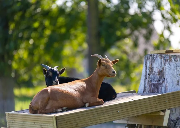 Papillon - Familie 6p Chalet *
